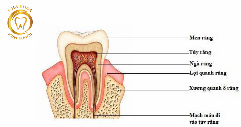 Điều trị tủy răng